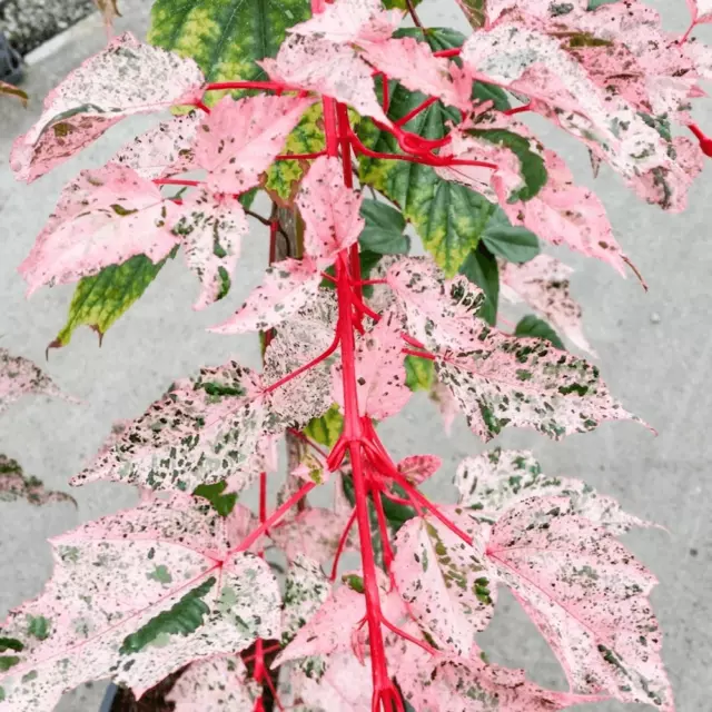 Acer Tree Red Flamingo Pink Winter Wood Maple 3L Pot XXL Plants to your door