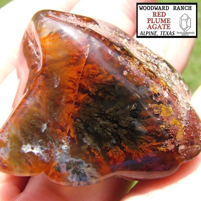 46GM WOODWARD RANCH RED & BLACK PLUME AGATE POLISHED biscuit  lapidary rough