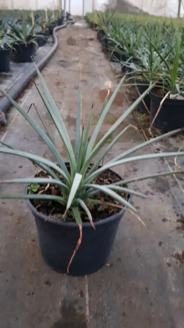 Agave striata subsp. 'Falcata Blue' / Conteneur de 2 à 2.9 litres