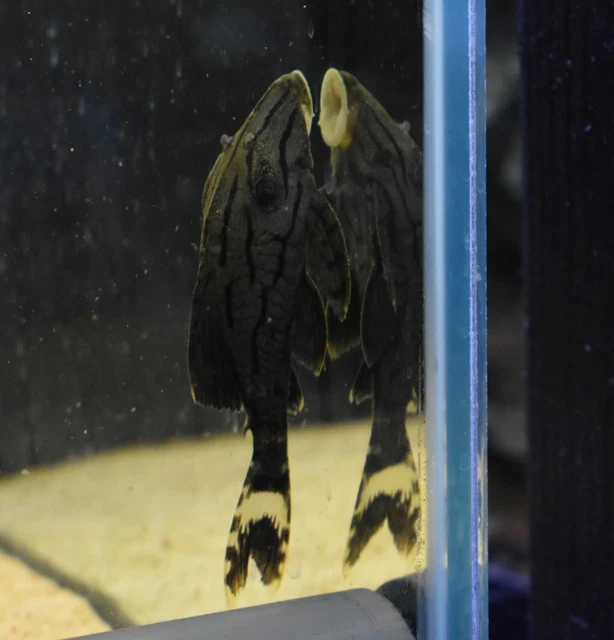 Live Royal Panaque Pleco L191 (1.5-2" Freshwater Aquarium Fish) PLS READ DESCR 7