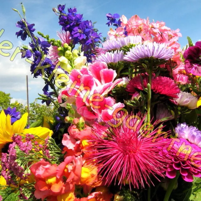 Japanischer Blütenteppich Bunte Sommer-Blumen-Wiese Blumenmischung 500 Samen