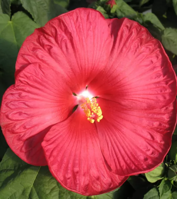 15+ Rojo Plato Hibisco Semillas de Flor/Enorme 25 4-30 5cm Flores/Flores