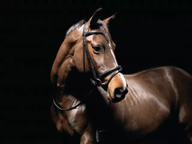 Caldene Padded Flash Snaffle Bridle