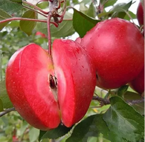 50 Red Flesh Apple Fruit Seeds Sweet Redlove Apple Seed Organic Fruit Heirloom