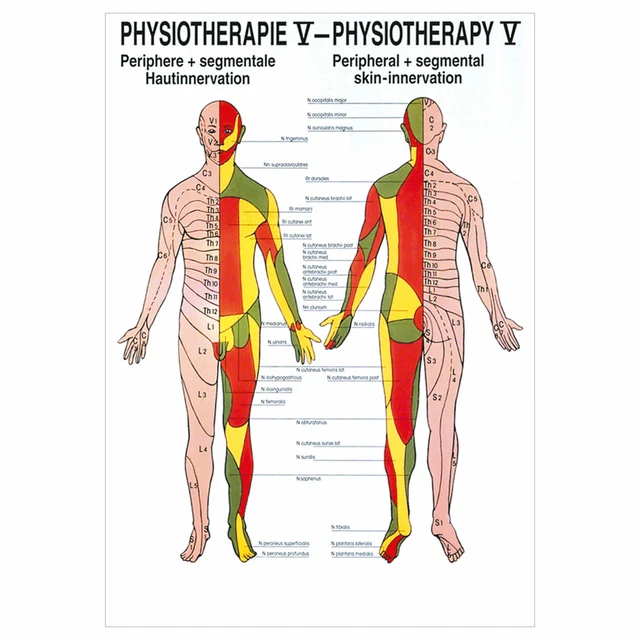 Rüdiger Hautinnervation Poster Anatomie 70x50 Cm M Produktbild-Vorschau 4