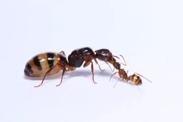 Reptile Feed Queen Ant Camponotus Subbarbatus 1w And Brood