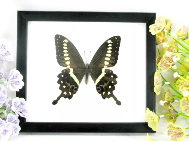 The Lormieri - beautiful real butterfly prepared in a showcase - museum quality