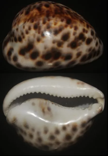 Tonyshells Seashells Cypraea tigris TIGER COWRY 77mm F+++/gem INFLATED FREAK