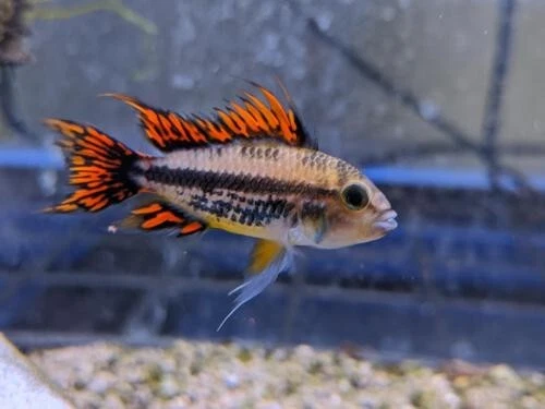 Apistogramma Cacatuoides Triple Red Breeding Pair - Dwarf Cichlid!