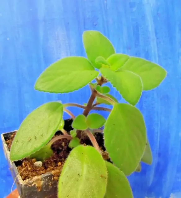 Streptocarpus saxorum, Jungpflanze, "Blauer Paul"