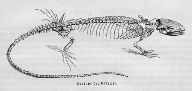 EIDECHSE SKELETT ANATOMIE Stich von 1892 Reptilien Echsen