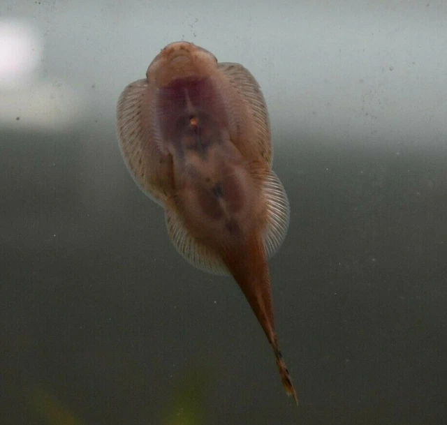 Live Assorted Hillstream Loach (Pack of 3 Aquarium Fish) *PLS READ DESCR* 6