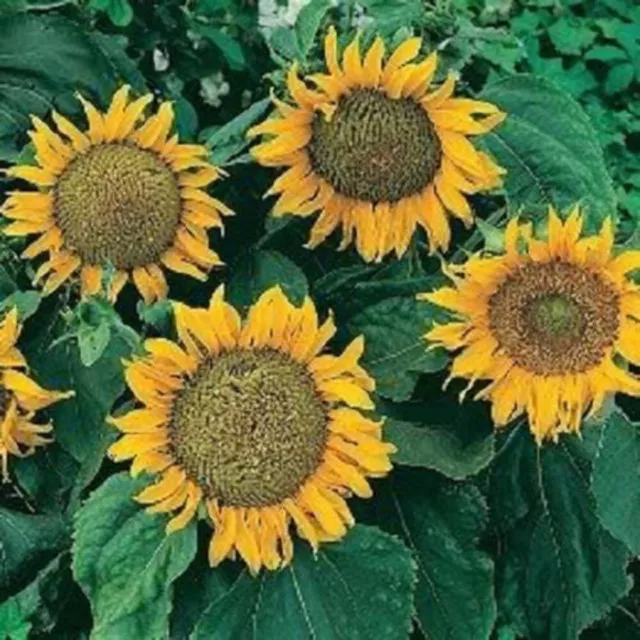 25 Dwarf SUNSPOT SUNFLOWER Helianthus Annuus Flower Seeds