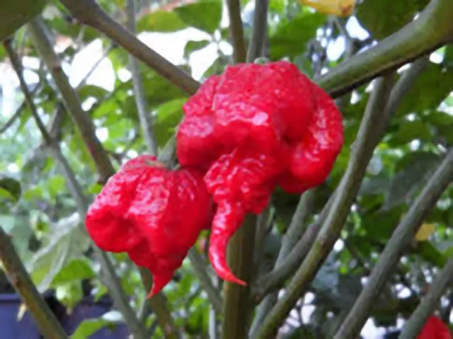 Semi Seeds Peperoncino Carolina Reaper Hp22B, Moruga Scorpion, Jigsaw, Habanero