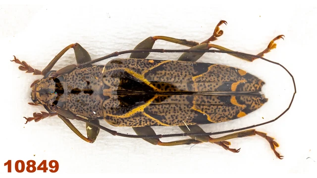 Cerambycidae: Tmesisternus sp.  A1, 16 mm, 1 pc