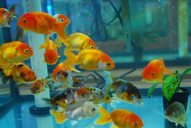 1 Live Assorted Japanese Ranchu Fancy Goldfish Premium High Quality Fish Grade A