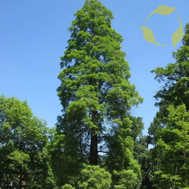 BALD CYPRESS SOUTHERM Taxodium Distichum Southerm 5,10  SEEDS