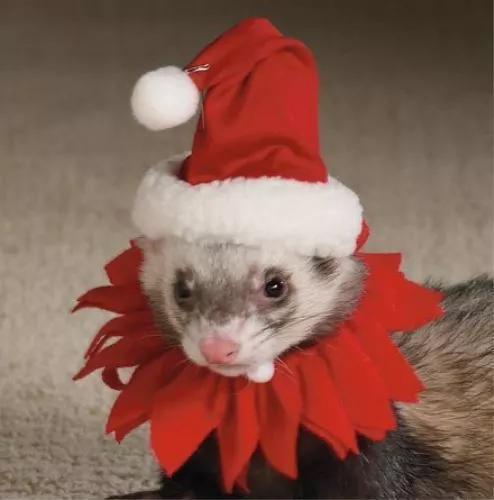 Marshall sales ferret clothes