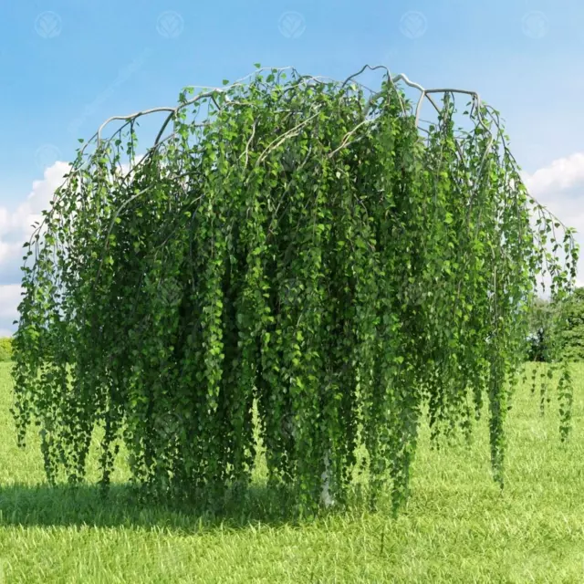 Betula pendula 'Youngii' | Young's Weeping Birch | Garden Tree | 5-6ft