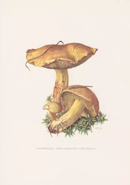 Sand-Röhrling Suillus variegatus Farbdruck von 1965 Sandpilz Hirsepilz Mykologie