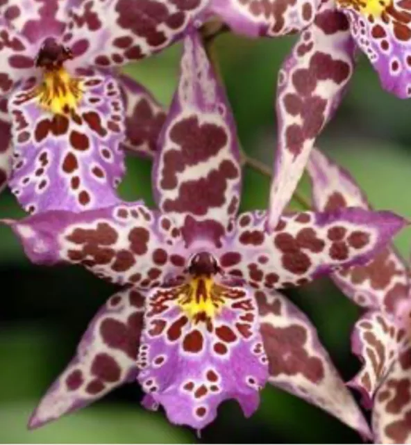 Aliceara Diana Dunn 'Newberry' Orchid Plant 4” Oncidium Blooming Size ~~