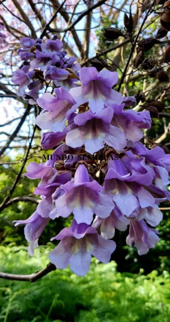 PAULOWNIA tomentosa   1000 semillas - seeds