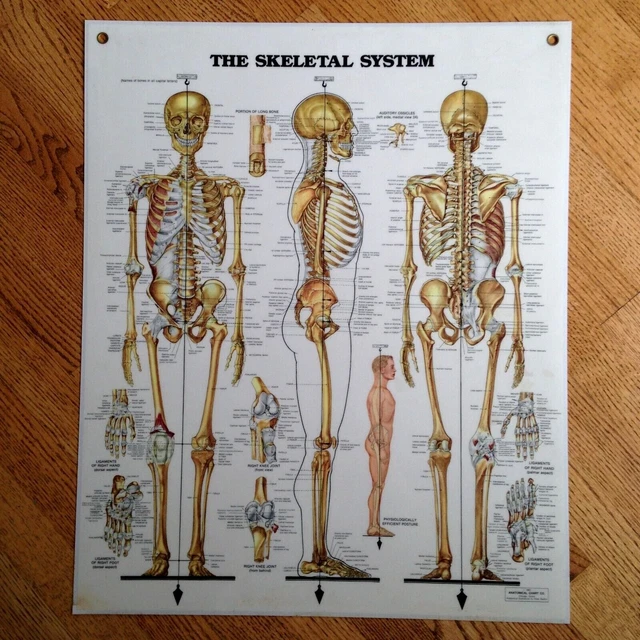 SKELETAL SYSTEM ANATOMICAL Chart UC Anatomical Chart Co. Wallchart £22.