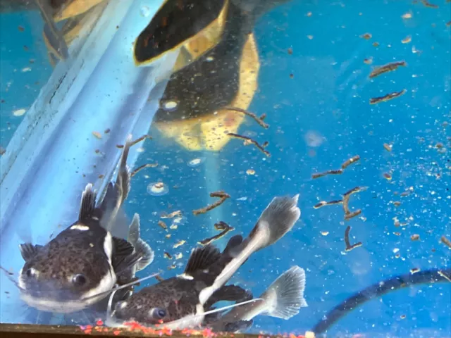 Live Redtail Catfish (around 2 inch fresh water Aquarium Fish) *PLS READ DESCR*