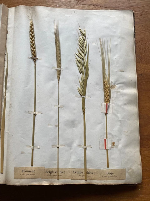HERBIER ANCIEN Géraud Plantes agricoles médicinale industrielle Toulouse c. 1900