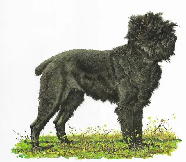 Affenpinscher - CUSTOM MATTED - 1976 Vintage Dog Art Print - Cozzaglio