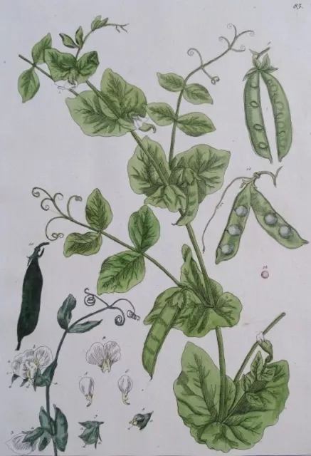 Pisum Erbsen Gartenerbse - kol. Kupferstich - Blackwell Kräuterbuch Botanik 1757 2