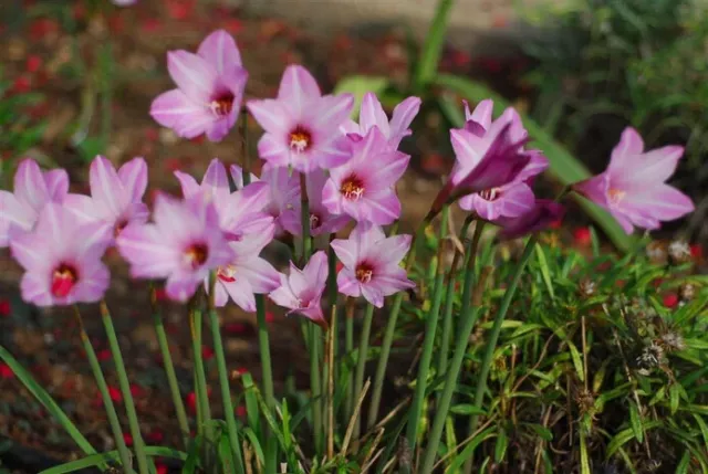 15 Pink rain lily Bulbs. Zephyranthes robusta .Pink fairy lily ,Rain lily Bulbs