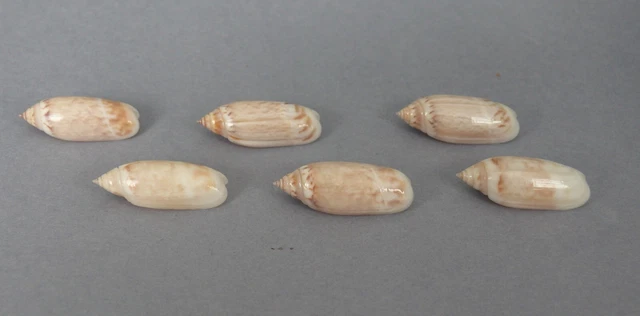 AGARONIA ACUMINATA BOAVISTENSIS set of 6. Gem/24,50 to 25,60 mm Cap