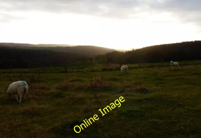 Photo 6x4 Sheep grazing on Chilgrove Hill  c2013
