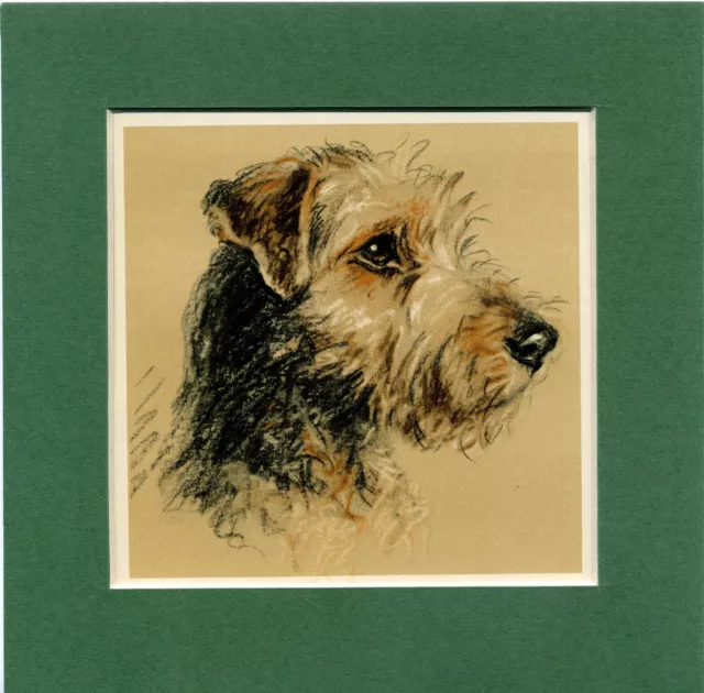 Lucy Dawson  ~ Welsh Terrier ~  Colour Print Genuine Vintage 1939