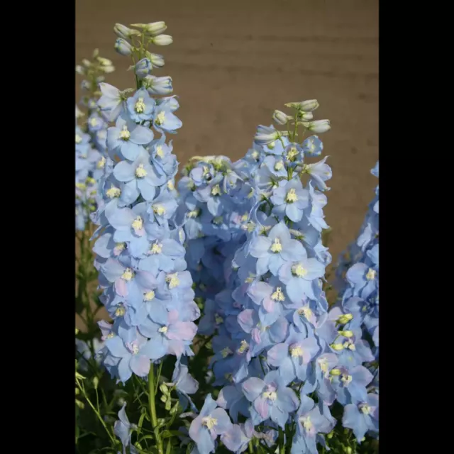 Delphinium x elatum 'Sommerwind' - Hoher Garten-Rittersporn 'Sommerwind' - 11cm…