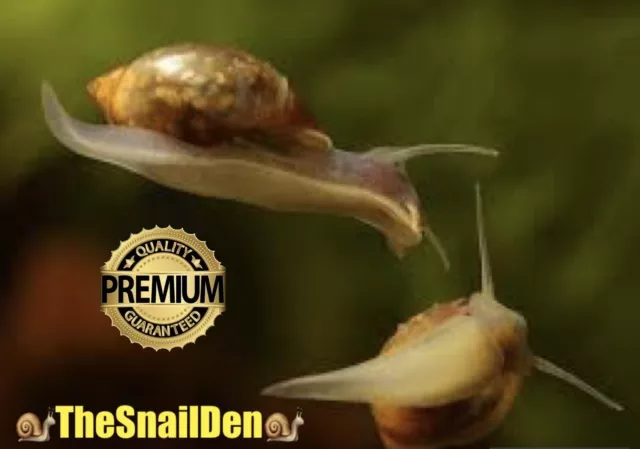 🐌5 X Pond  Snails Outdoor Cold Water Jewel Bladder Snails PREMIUM HIGH QUALITY