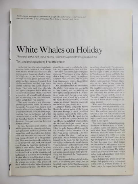 White Whales Migration Groups Behavior Canadian Arctic 1986 NH ~8x10" 10pp