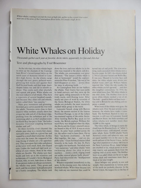 White Whales Migration Groups Behavior Canadian Arctic 1986 NH ~8x10" 10pp