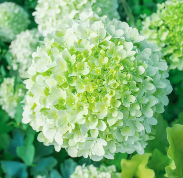 Hydrangea Shrub Plant multi-pack 2 colours to choose from, bare root 40cm+ tall