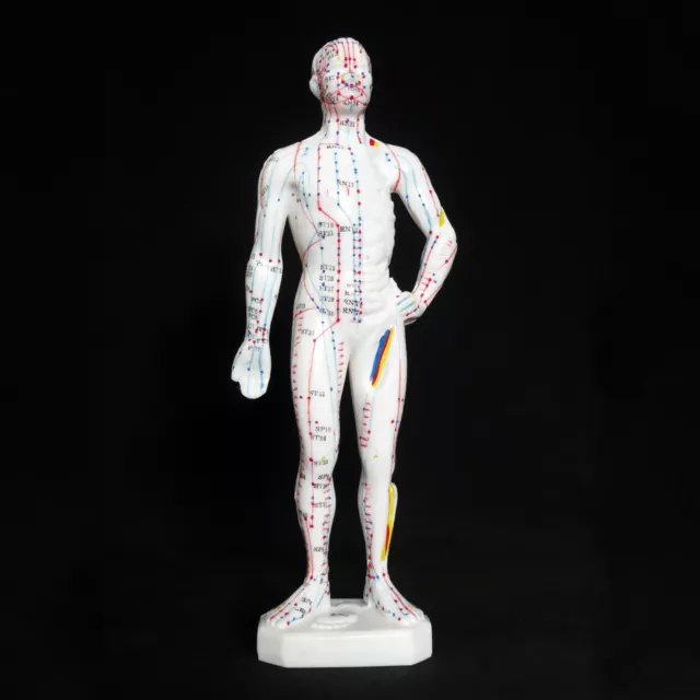 26cm Male Acupuncture Model - Anatomical Medical Anatomy - Chinese Medicine