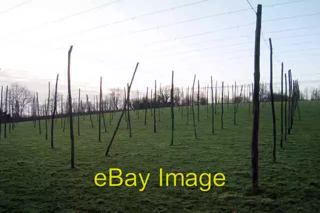 Photo 6x4 Hop field Rolvenden Layne Now disused for hop growing. c2008