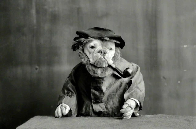 Antique Dog Photo 987b Odd Strange & Bizarre
