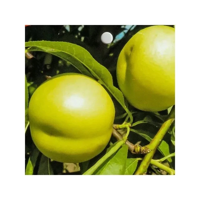 POWERS TO FLOWERS - PIANTA DI PESCO, PESCA DI MERENDELLA, VASO - Foto 9