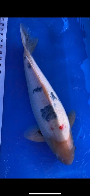20 “ Japanese Sanke live Koi fish - AKA Koi Japan Tx