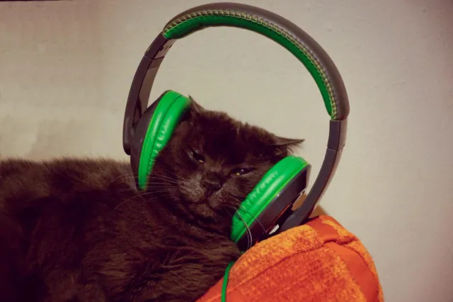 Cool Cat with Headphones Photo Photograph Cool Wall Decor Art Print Poster 18x12