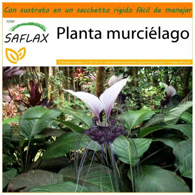 SAFLAX Garden in the Bag - Planta murciélago - 10 semillas - Tacca