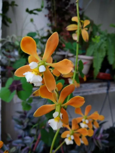 Orchid Species Encyclia alboxanthina Orange Fragrant Bloom Size