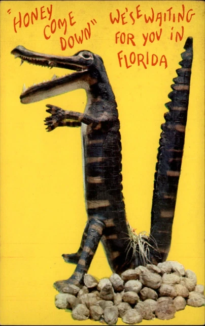 Comic Alligator Honey We're waiting for you in Florida ~ postcard  sku069