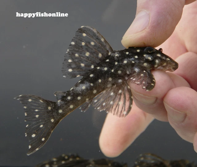 Nice Breeding Pair Of L201 Orinoco Angels (Colombian Snowball Plecos) Wc 6-8 Cm